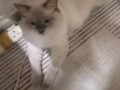猫咪小偿领养