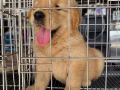 大骨黃金獵犬🐶