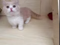 曼基康猫猫