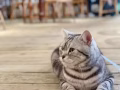可愛虎斑弟弟領養