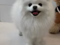 3歲博美送養