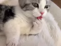 三個月美短