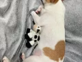 狗狗无偿送养