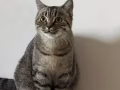 無償領養