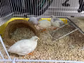 蘆丁雞
