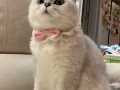 猫咪找主人