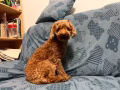 泰迪有償領養