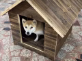 小狗屋