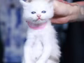 自家布偶小猫18/5出生