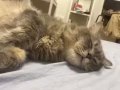赛级西伯利亚森林猫找女朋友