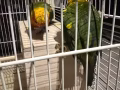 金太陽一對