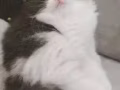 混血布偶領養