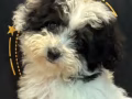 新加坡泰迪犬接受面交 和預訂 趕快詢問我