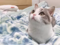 貓咪送養