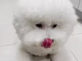 比熊免费送