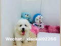 （批發價）可愛的馬爾泰和泰迪找粑粑麻麻 可以面交 加Wechat：xiaokai92266