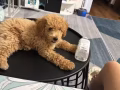 泰迪熊