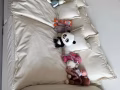 大沙发🛋️
