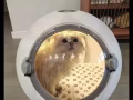貓貓烘乾機