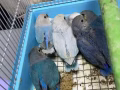 牡丹鸚鵡寶寶，愛情鳥 Lovebird 手工喂養