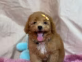 有偿领养狗宝宝 （可以面交）