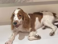 可卡犬出售