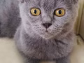 蓝猫妹妹找新家长🏠