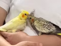 玄風幼鳥