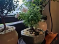 月季花（赠送帖）