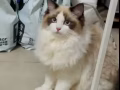 布偶猫（两个月）小偿找新主人