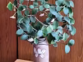 水球兰 沙漠玫瑰 天竺葵  自取赠送