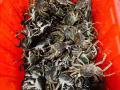 阳澄湖大闸蟹