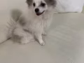 博美 無償領養