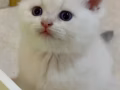 新加坡藍金弟弟找家長咯！🇸🇬🐱