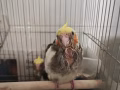 滿月玄鳳寶寶