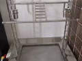 出售非洲灰鹦鹉，绿色鹦鹉