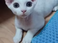 纯种 🐱德文卷毛猫