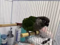 小太陽 鸚鵡