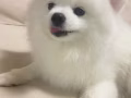 无偿领养