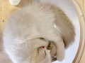 布偶猫咪有偿领养