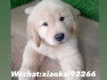 （批發價）新加坡可愛金毛找主人啦,加我Wechat：xiaokai92266