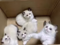 无偿领养仙女布偶幼猫