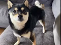 寄养狗狗请人照顾黑豆柴犬3.5KG，时间是2月28号开始，每天80新币