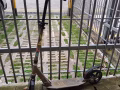 滑板車便宜賣