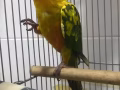 可愛的鳥寶寶