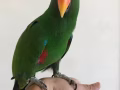 手養 折衷鸚鵡 幼鳥