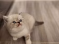 有償領養5個月大的小布偶貓