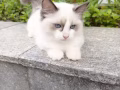 貓咪領養