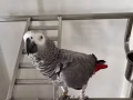 出售灰鹦鹉