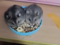 可爱小仓鼠